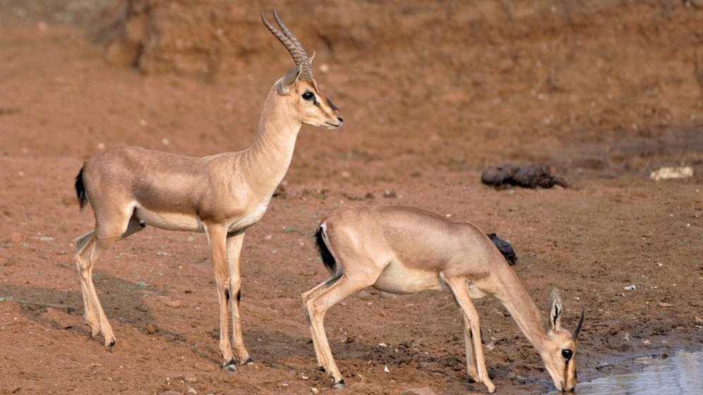Yadahalli Chinkara Wildlife Sanctuary, Bagalkot, Karnataka - Vushii.com Yadahalli Chinkara Wildlife Sanctuary, Bagalkot, Karnataka - Vushii.com